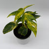 Epipremnum Pinnatum Yellow Flame