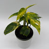 Epipremnum Pinnatum Yellow Flame