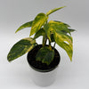 Epipremnum Pinnatum Yellow Flame