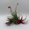 Air Plant Mystery Box - 4 Air Plants