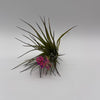 Air Plant Mystery Box - 4 Air Plants