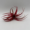 Air Plant Mystery Box - 4 Air Plants