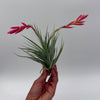 Air Plant Mystery Box - 4 Air Plants