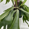 Platycerium Bifurcatum (Staghorn Fern)
