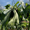 Platycerium Bifurcatum (Staghorn Fern)