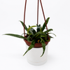 Blue Oil Fern