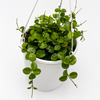 Hoya Mathilde 'Splash'