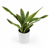 Sansevieria Sayuri