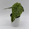 Variegated Alocasia Baginda Dragon Scale Mint
