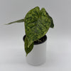 Variegated Alocasia Baginda Dragon Scale Mint