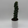 Spiralis Spiral Cactus