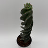 Spiralis Spiral Cactus