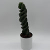 Spiralis Spiral Cactus