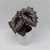Begonia Fireworks