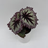 Begonia Fireworks