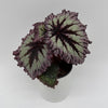 Begonia Fireworks