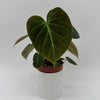 Philodendron El Choco Red