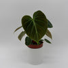 Philodendron El Choco Red