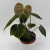 Philodendron El Choco Red