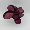 Calathea Pink Star Rosy