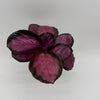 Calathea Pink Star Rosy
