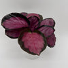 Calathea Pink Star Rosy