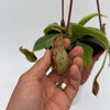 Nepenthes Gaya (Tropical Pitcher Plant)