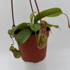 Nepenthes Gaya (Tropical Pitcher Plant)