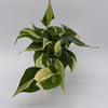 Philodendron Rio
