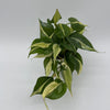 Philodendron Rio
