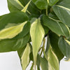 Philodendron Rio