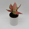 Aglaonema Pink Zircon