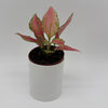 Aglaonema Pink Zircon