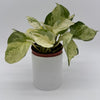 Pothos Manjula
