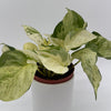 Pothos Manjula