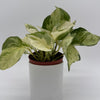 Pothos Manjula