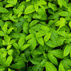 Passiflora 'Bounty' (Passiflora edulis)