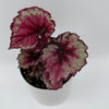 Begonia Exotica 'Raspberry'