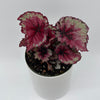 Begonia Exotica 'Raspberry'