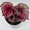 Begonia Exotica 'Raspberry'