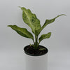 Variegated Dieffenbachia 'Maui Wowie'