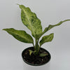 Variegated Dieffenbachia 'Maui Wowie'