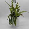 Fishbone Cactus