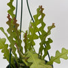 Fishbone Cactus