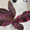 Variegated Banana 'Musa Nono'