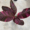 Variegated Banana 'Musa Nono'