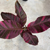 Variegated Banana 'Musa Nono'