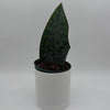 Sansevieria Masoniana (Whale Fin)