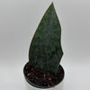 Sansevieria Masoniana (Whale Fin)