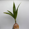 Coconut Palm (Cocos Nucifera)